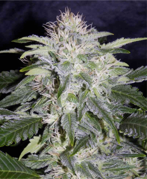 91 Berries Auto