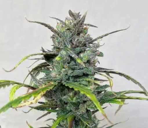 Aces of Spades Auto