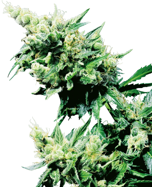 Hash Plant Regular Seeds