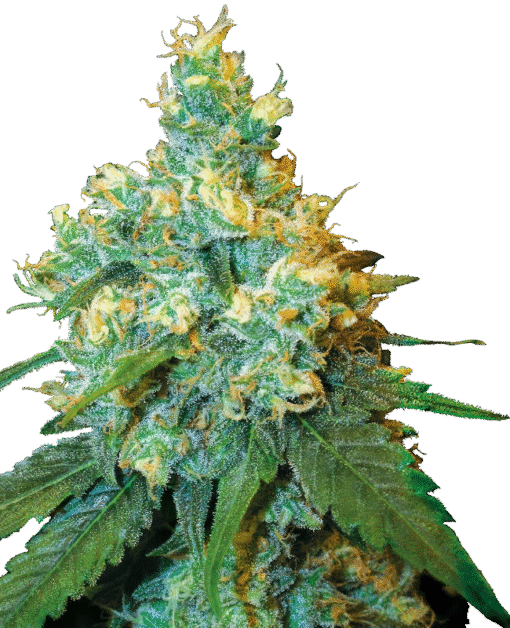Jack Herer® Regular Seeds