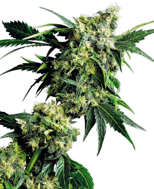 Mr Nice G13 X Hash Plant Regular Seeds