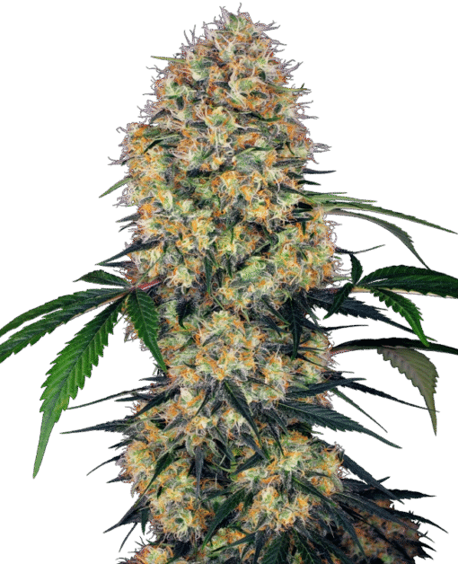 About Sensi Amnesia XXL Automatic Seeds