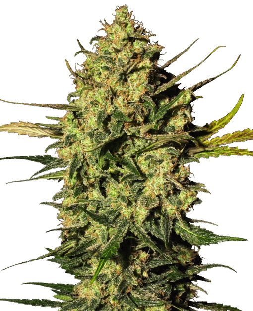 Master Kush Automatic Seeds by White Label