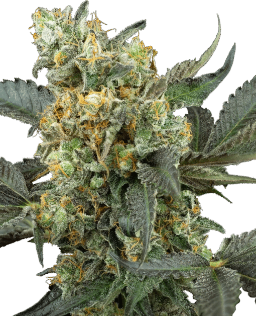 Mimosa Sunrise XXL Automatic Seeds