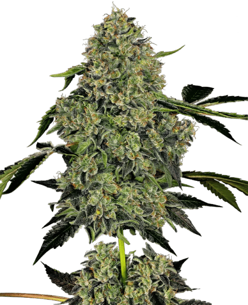 OG Kush Automatic Seeds by White Label