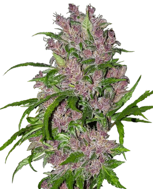 Purple Bud Automatic Seeds by White Label