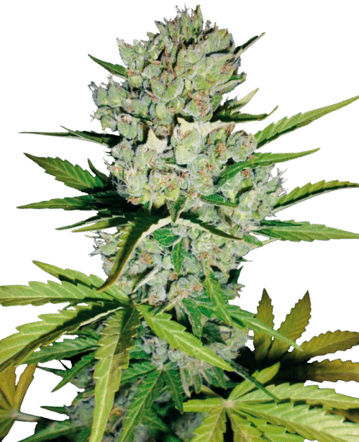 Skunk #1 Automatic Seeds by White Label