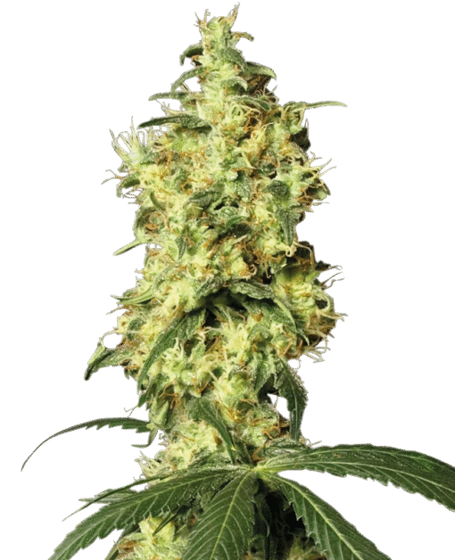 White Widow Automatic Seeds by White Label